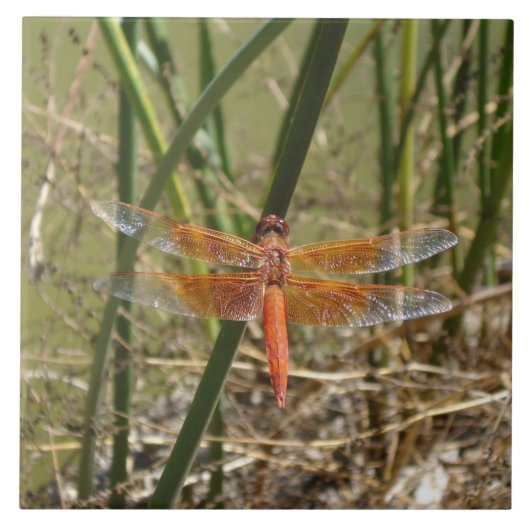 Carreau de céramique de libellule (grande image) (Devant)