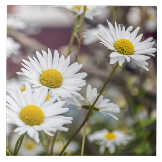 Carreau de céramique de marguerites blanches (Devant)