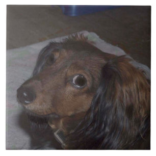 Carreau de céramique de teckel aux cheveux longs