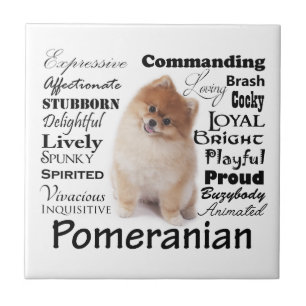 Carreau de céramique de traits de Pomeranian