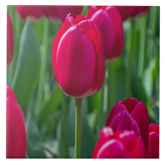 Carreau de céramique de tulipes (Devant)