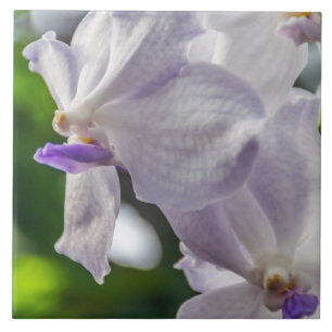 Carreau de céramique d'orchidées blanches