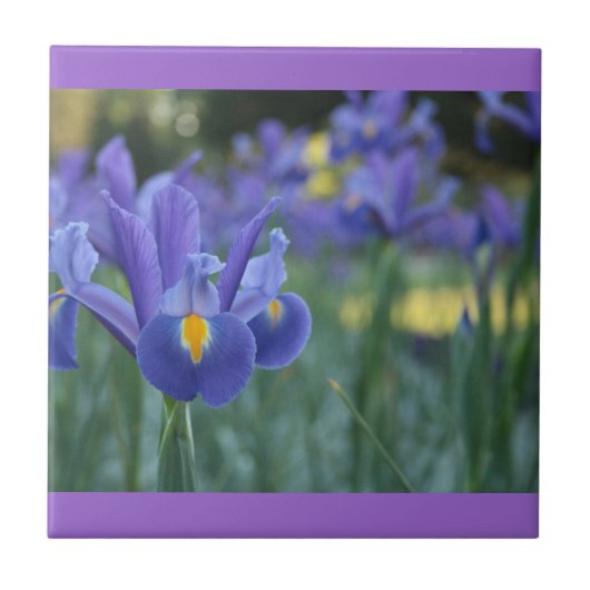 Carreau de céramique Iris Violet (Devant)