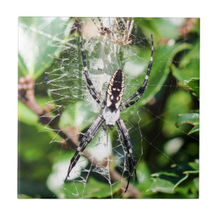 Carreau de céramique noir et jaune d'araignée de