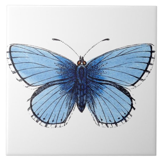 Carreau de céramique - Papillon Bleu (Devant)