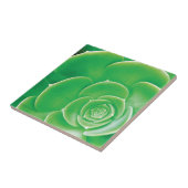 Carreau de céramique - Succulent vert de floraison (Côté)