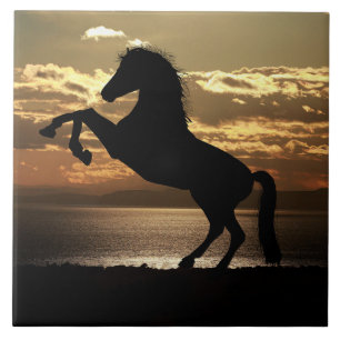 carreau de cheval au coucher du soleil
