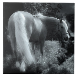 carreau de cheval de nuit mystique