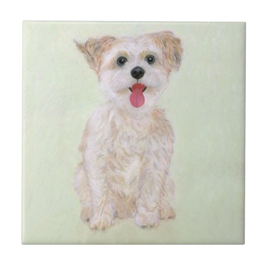 Carreau de chien Morkie (Devant)