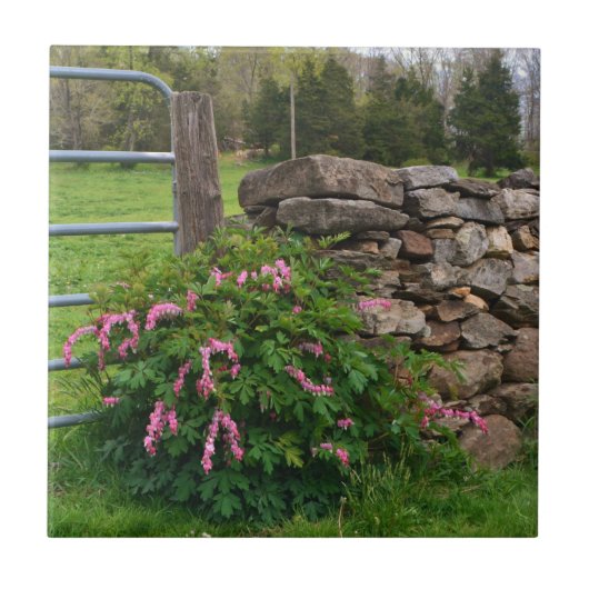 Carreau de coeur saignant (Devant)