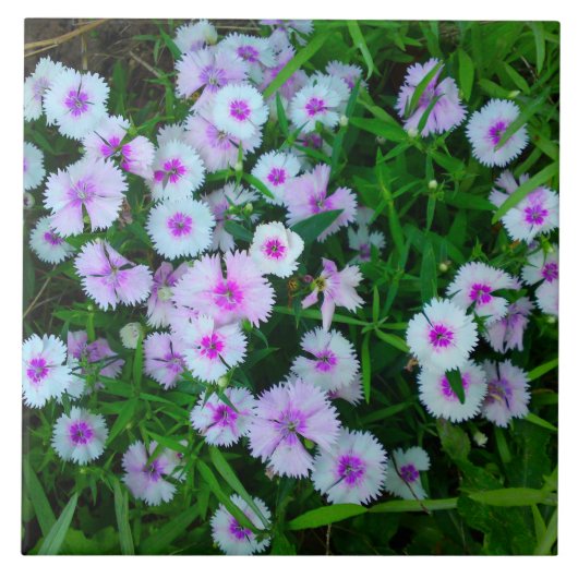 Carreau de fleur de dianthus blanc (Devant)