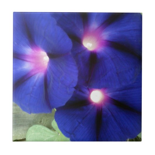 Carreau de fleur de gloire du matin (Devant)