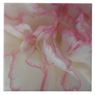 Carreau de fleur d'œillet blanc et rose