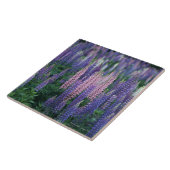 Carreau De loup (Côté)