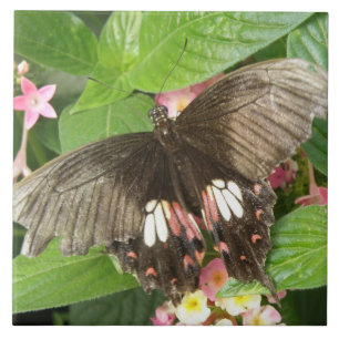 Carreau de macro à bec écarlate de papillon