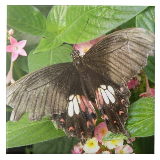 Carreau de macro à bec écarlate de papillon (Devant)