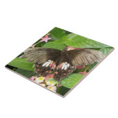 Carreau de macro à bec écarlate de papillon (Côté)