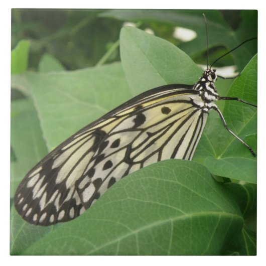 Carreau de macro Papier papillon (Devant)
