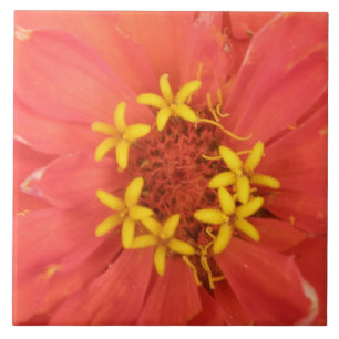 Carreau de macro Red Zinnia