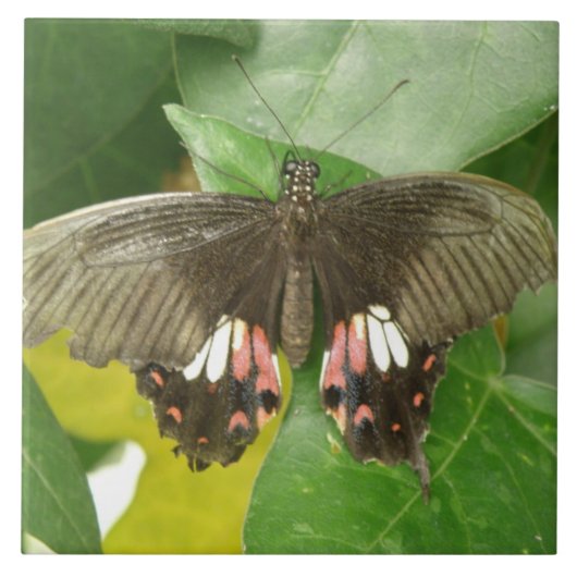 Carreau de papillon à bec écarlate (Devant)