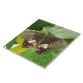 Carreau de papillon à bec écarlate (Côté)