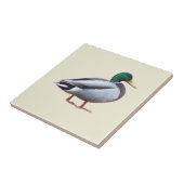 Carreau de photo de canard colvert (Côté)
