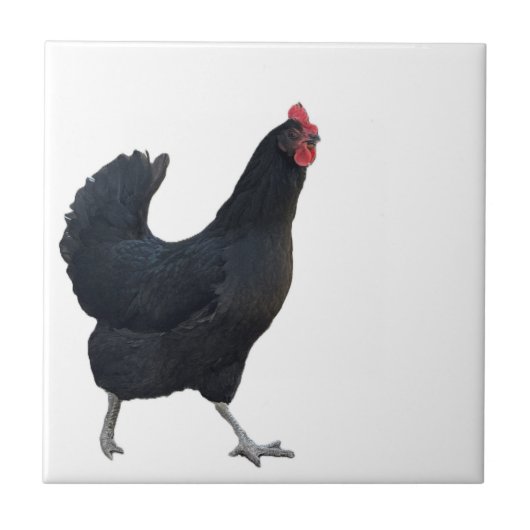 Carreau de photo de poulet (Devant)