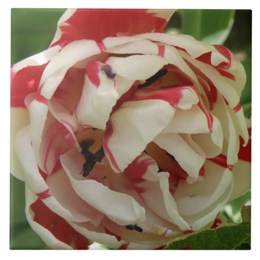 Carreau de tulipe rose et blanc (Devant)