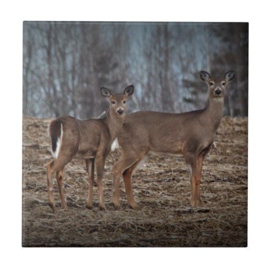 Carreau Deer_0337v (Devant)