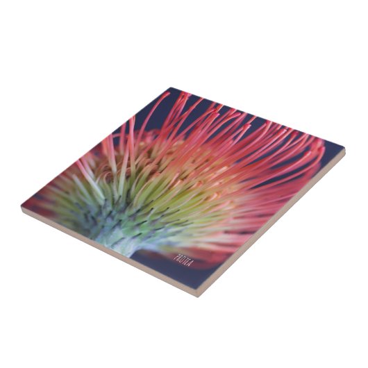 CARREAU DEKO FLIESE "PROTEA" (Côté)