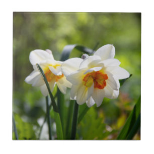 Carreau Délicat mignon daffodils printemps