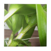 Carreau Dendrobium Orchidée tiges closeuse (Devant)