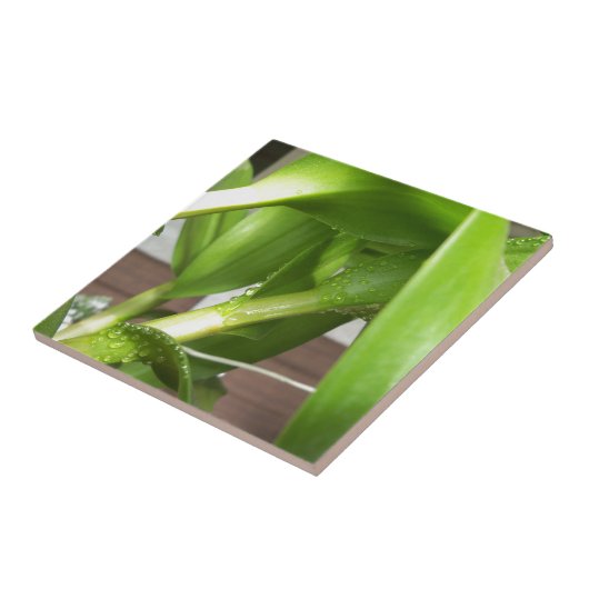 Carreau Dendrobium Orchidée tiges closeuse (Côté)