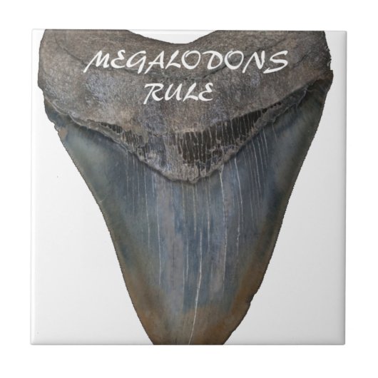Carreau Dent de requin de Megalodon (Devant)