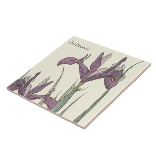 Carreau Dentelle d'iris (Côté)