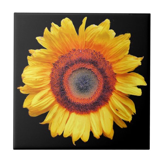 CARREAU DÉPANNAGE (Devant)