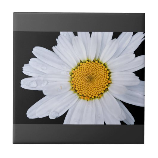 Carreau des (Devant)