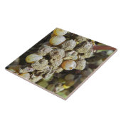 Carreau Des raisins sémillon à la pourriture noble. au mom (Côté)