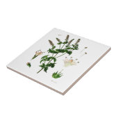 Carreau Dessin botanique à la menthe (Côté)