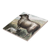 Carreau Dessin vintage : Persan de point noir (mouton) (Côté)