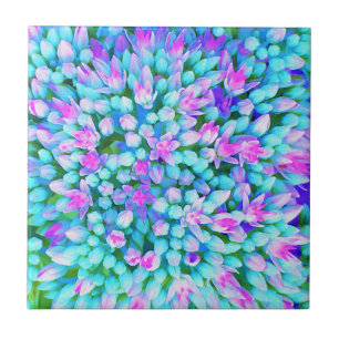 Carreau Détail de fleurs de Sedum succulentes bleu et rose