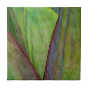 Carreau Détail de la plante d'Agave