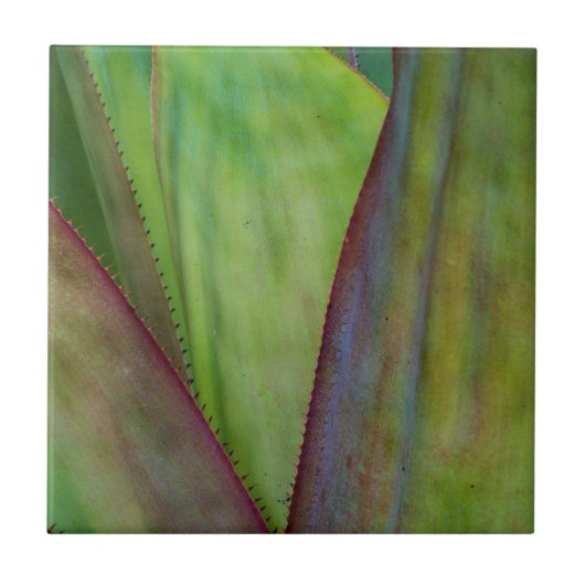 Carreau Détail de la plante d'Agave (Devant)