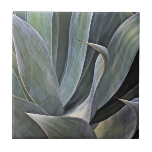 Carreau Détail fané de Succulant, 2017