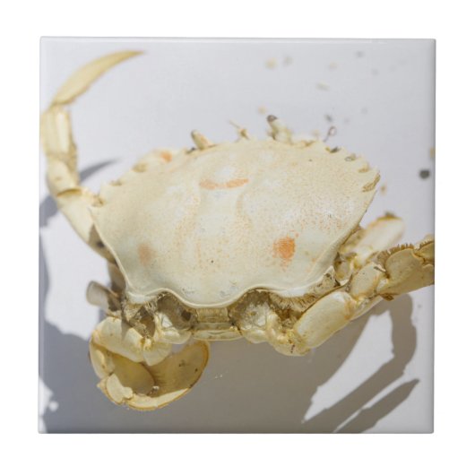 Carreau Détails de la structure de la coque du crabe marin (Devant)