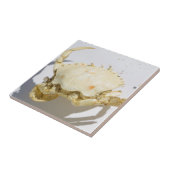 Carreau Détails de la structure de la coque du crabe marin (Côté)