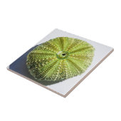 Carreau Détails de la structure de texture Sea Ocean Shell (Côté)