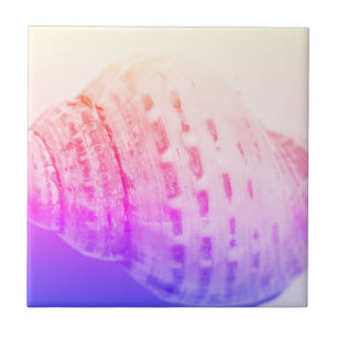 Carreau Détails de la structure de texture Sea Ocean Shell