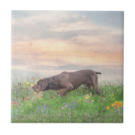 Carreau Deutsch Drahthaar (Devant)