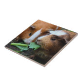 Carreau Deux Beaux Cochons De Guinée Mangent Des Verts (Côté)